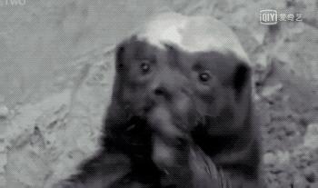 平头哥蜜獾照片,蜜獾平头哥动物科普