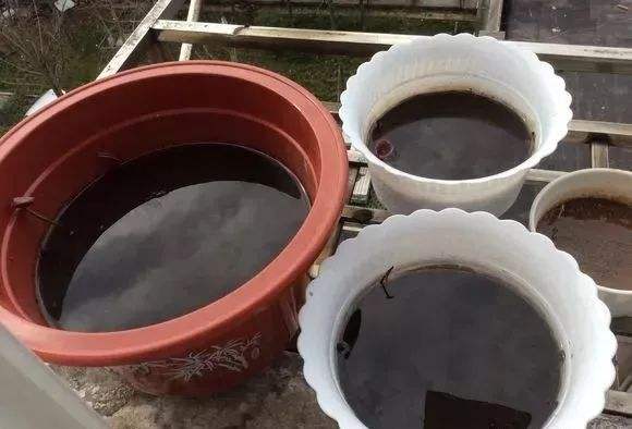 绿萝适合浇点啥水使它枝繁叶茂,绿萝浇什么水可以长得高