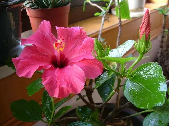 适合新手养的漂亮植物，价格便宜还好养活，来看看有没有你喜欢的