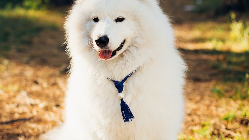 一只萨摩耶有多可怕,一只萨摩耶犬优点