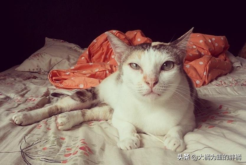 猫咪下雨应激怎么解决呢,为什么猫喜欢看下雨