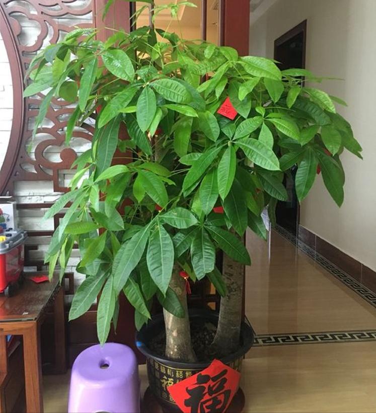 富贵花十大不吉利花,十二种寓意幸福美满富贵吉祥的花