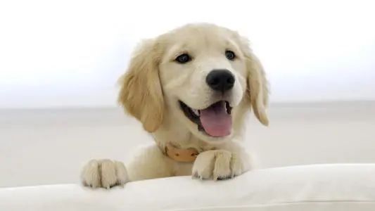 想要养宠物养什么最好,想养一只很小的宠物怎么推荐