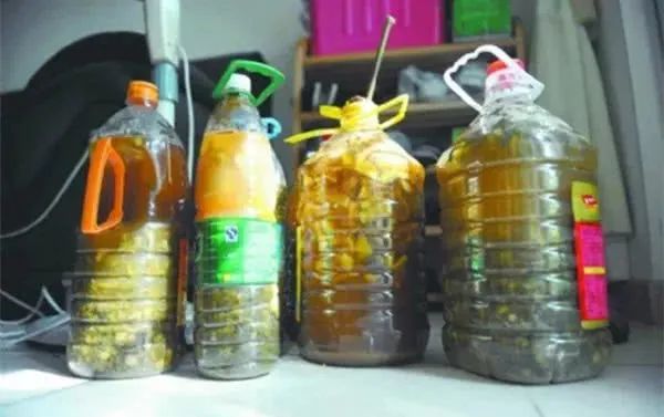 如何利用废弃的塑料瓶养花,可乐瓶养花神器