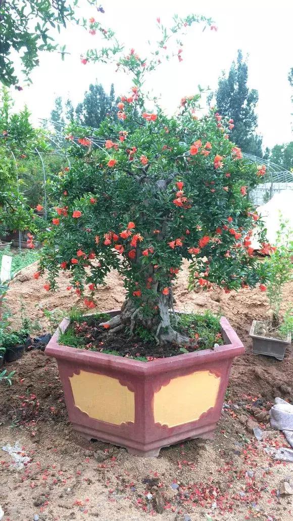 盆栽石榴怎么才能开花结果,如何促使盆栽石榴多开花