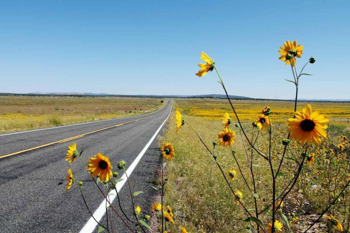 这9种花很常见可赏可吃可饮,秋天可以吃的十种花