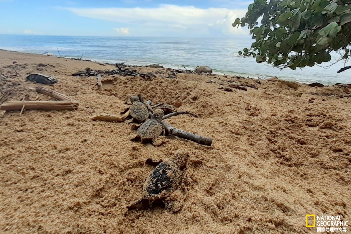 新冠肺炎疫情澳洲,海龟疫情最新