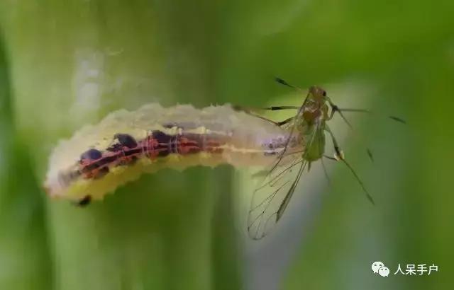 人工养殖的天敌昆虫,昆虫天敌大全