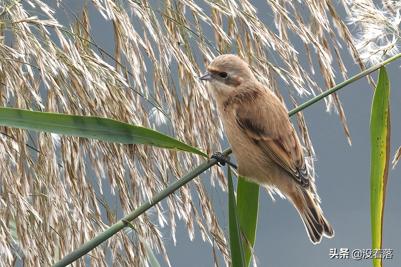 「10.13」北京沙河观鸟日记：收获长尾山椒鸟与中华攀雀