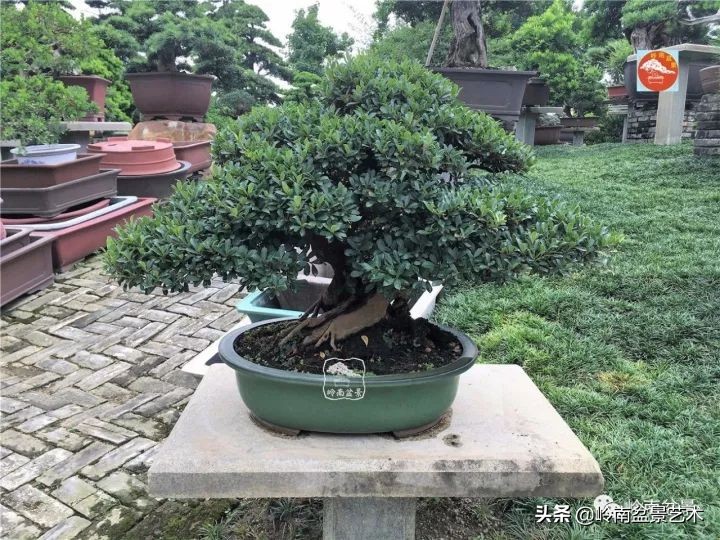 中华蚊母盆景造型,中华蚊母盆景价格