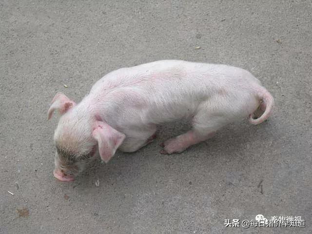 猪病关节炎怎么引起的,猪关节炎链球菌怎么预防