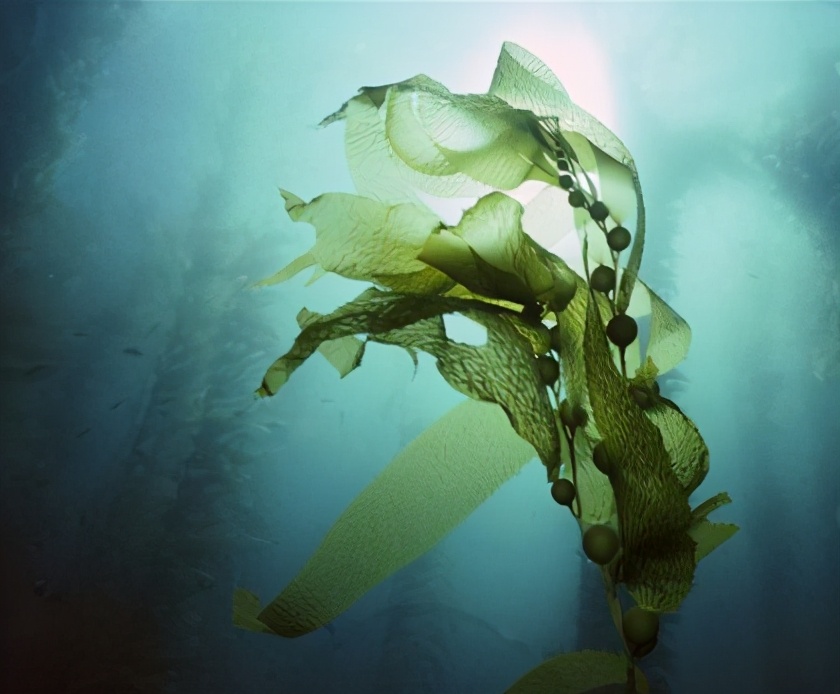 什么狗粮美毛效果好,狗粮中什么配方起到美毛作用