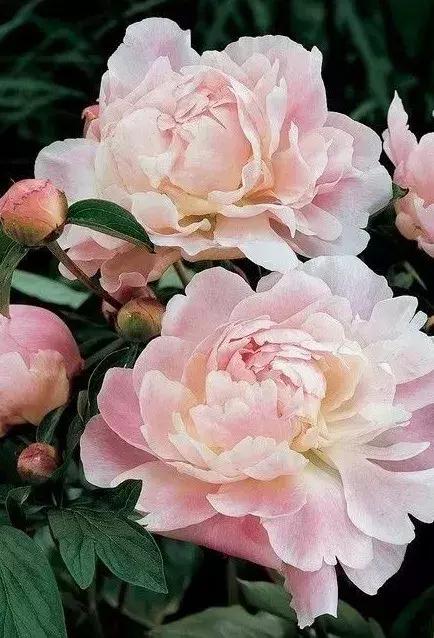 夜深花睡去全诗,夜深花睡去最是念故人