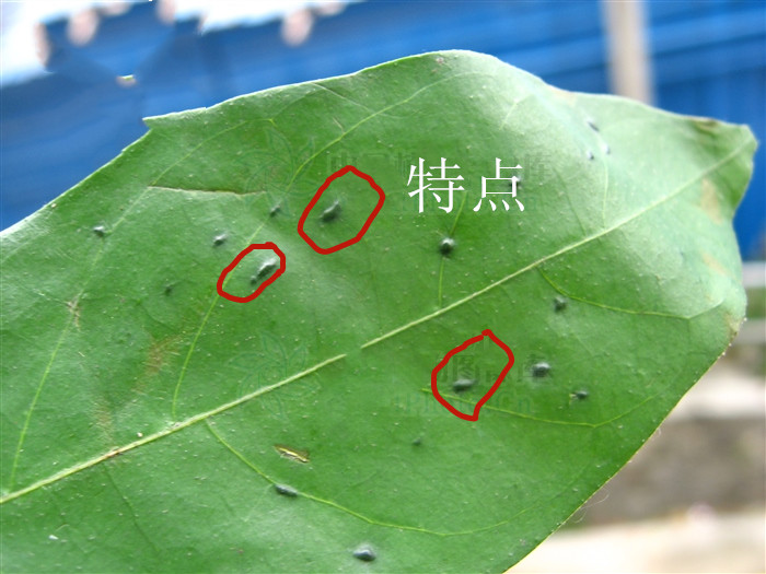 澶ф矙鍙跺睘浠嬬粛,澶ф矙鍙跺睘鍥剧墖