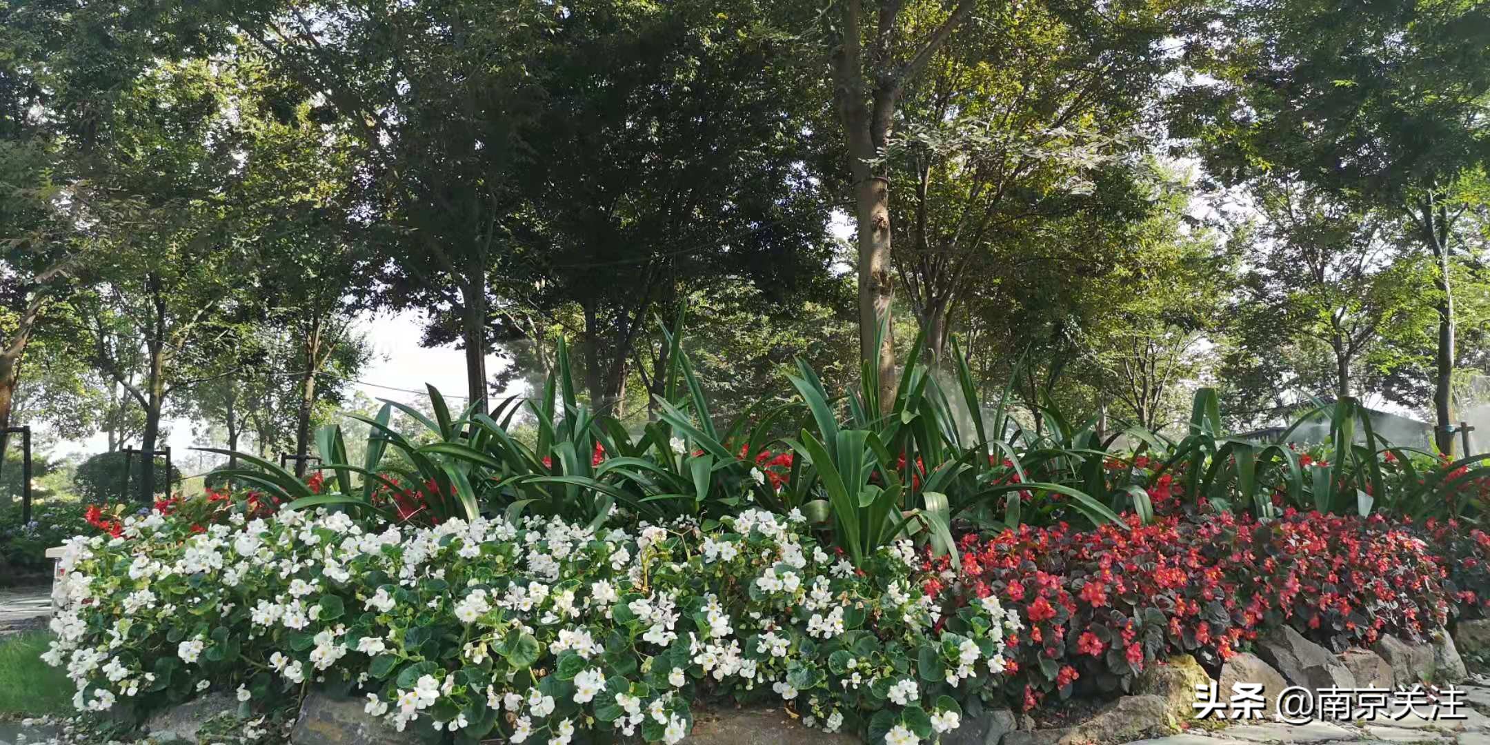 南京五一必打卡花海推荐,南京秋季网红打卡景点