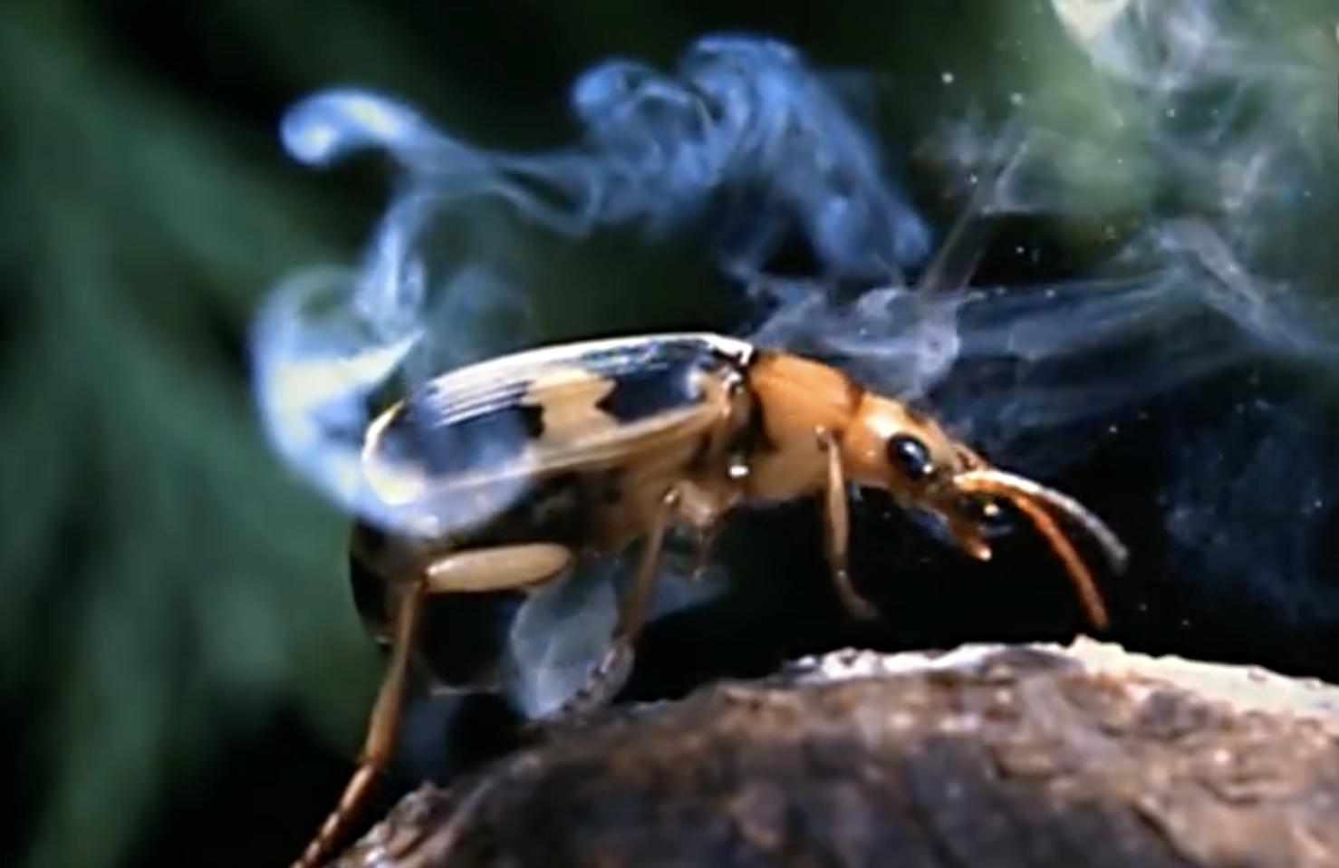 放屁虫昆虫杀手,放屁虫生化武器