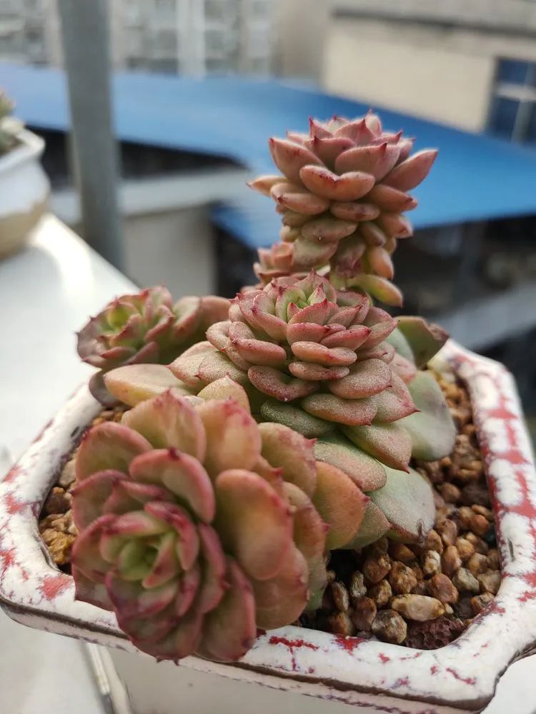 疫情期间在家欣赏多肉,疫情期间被多肉治愈