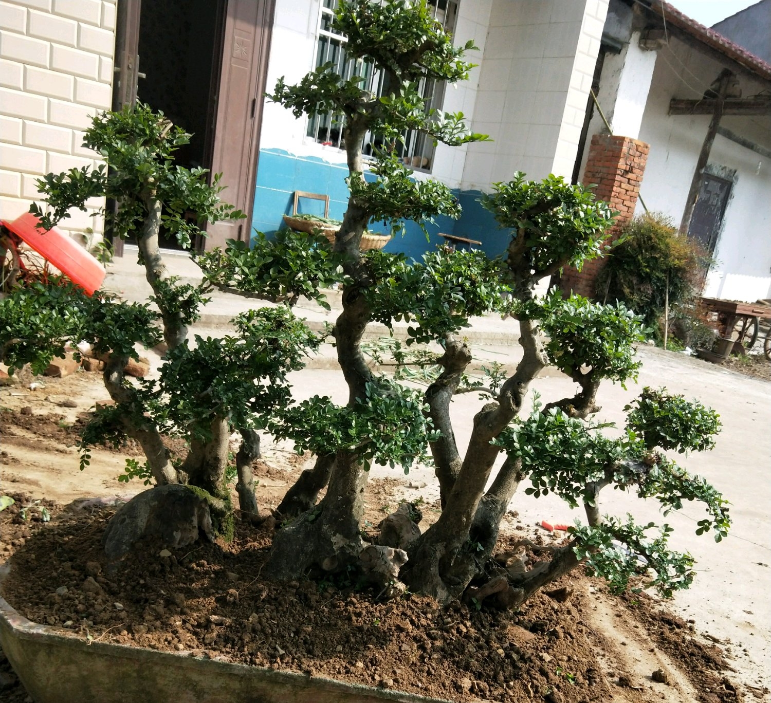 白蜡树叶子枯萎是什么原因,白蜡树叶片枯萎怎么救活