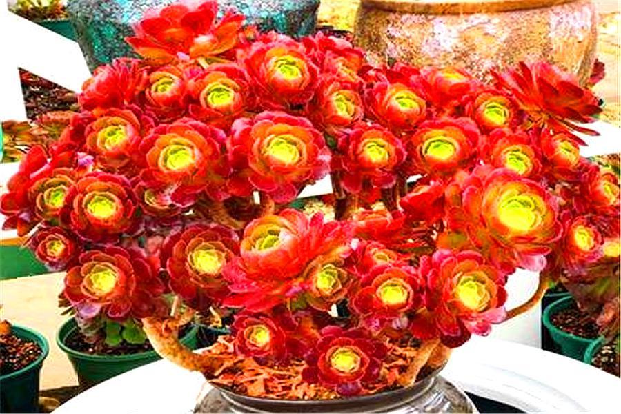 多肉老叶子干瘪是怎么回事啊,多肉叶片一直干瘪怎么办