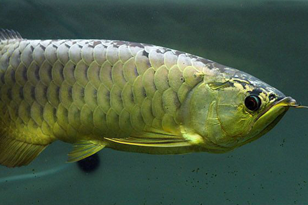 六角龙鱼一公一母怎么养才能繁殖,龙鱼繁殖要多少钱