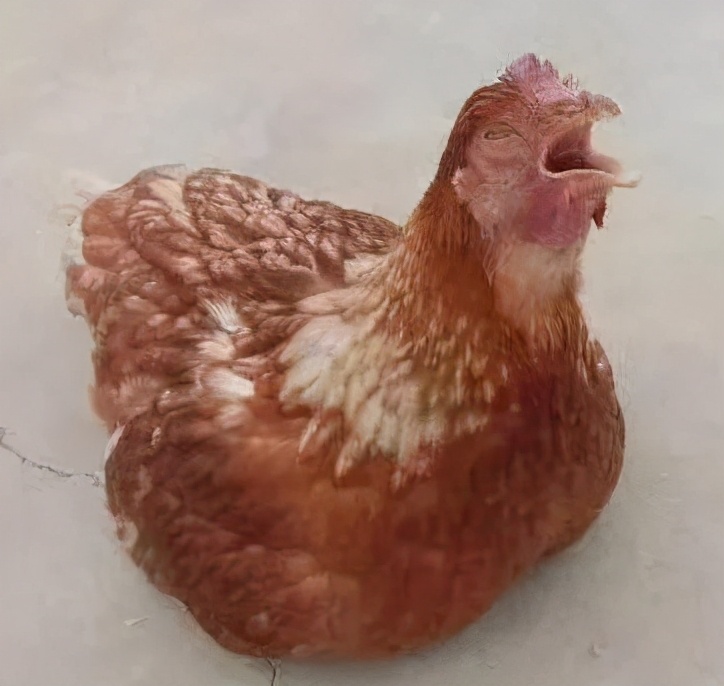 秋冬养鸡小妙招热门,养鸡怎么防寒冬