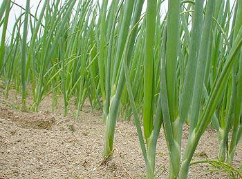 用树叶保护洋葱苗越冬,洋葱越冬要覆盖干树叶吗