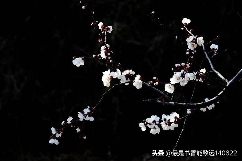 描写杏花的诗句大全,杏花疏影古诗100首