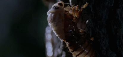 这种蝉中奇葩做了一道数学题，选择了一个让科学家想破脑袋的习性