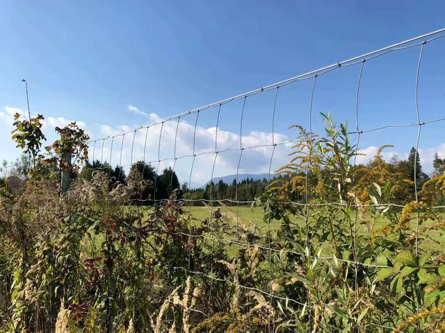 巴尔干半岛和阿尔巴尼亚,伯罗奔尼撒半岛和巴尔干半岛