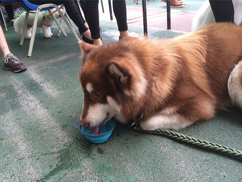 狗狗轻微中暑的正确处理方法,夏天狗狗中暑最快解决方法