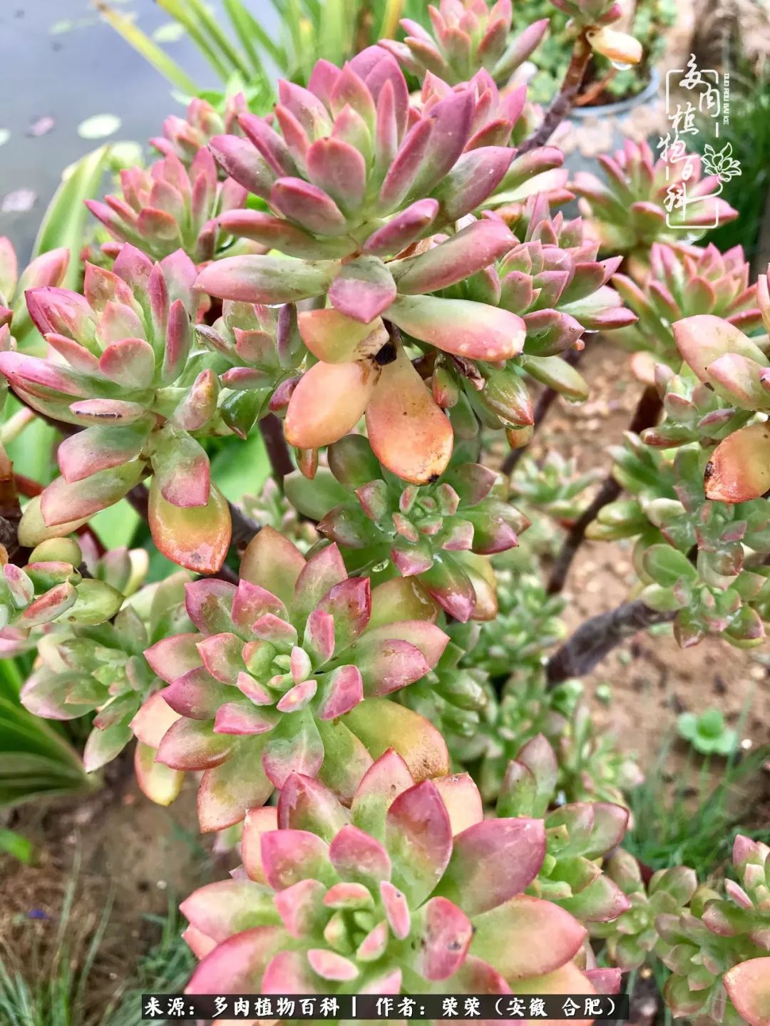 入秋后多肉是露养好还是室内养好,入夏后露养的多肉要搬进室内吗