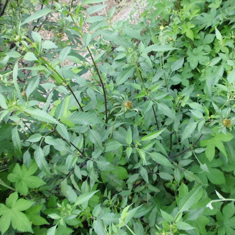 房顶长出杂草怎样消灭,墙里长出的草怎么清除