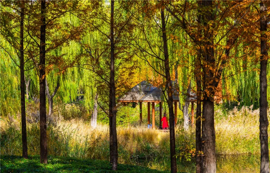 夏日好去处济南森林公园,济南森林公园雪景