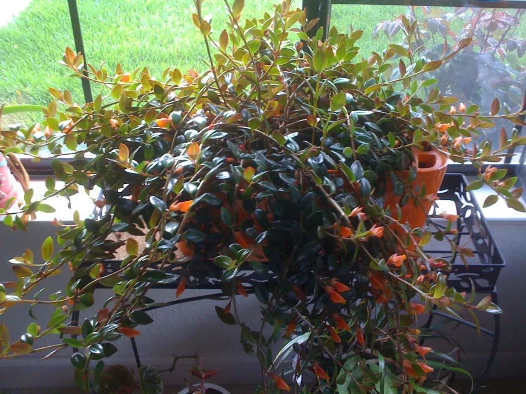 金鱼吊兰开出来的花图片,开花像金鱼一样的吊兰