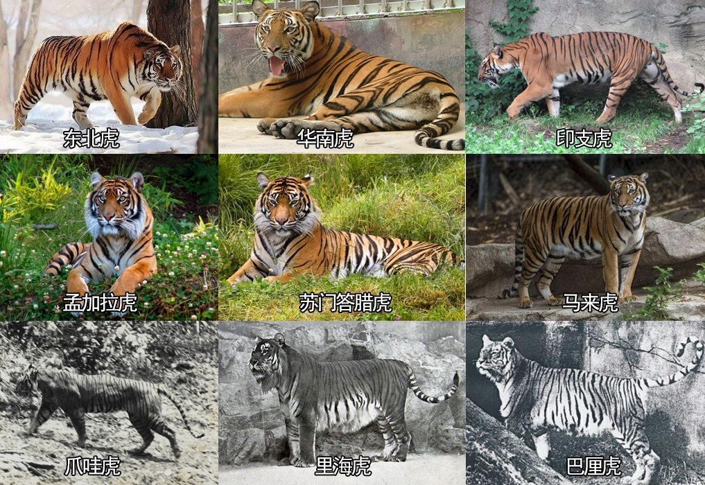 虎毒不食子报应视频,虎毒不食子再凶猛的老虎也有底线