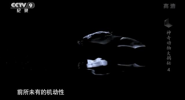 蝙蝠为什么是背锅侠,蝙蝠真实纪录片
