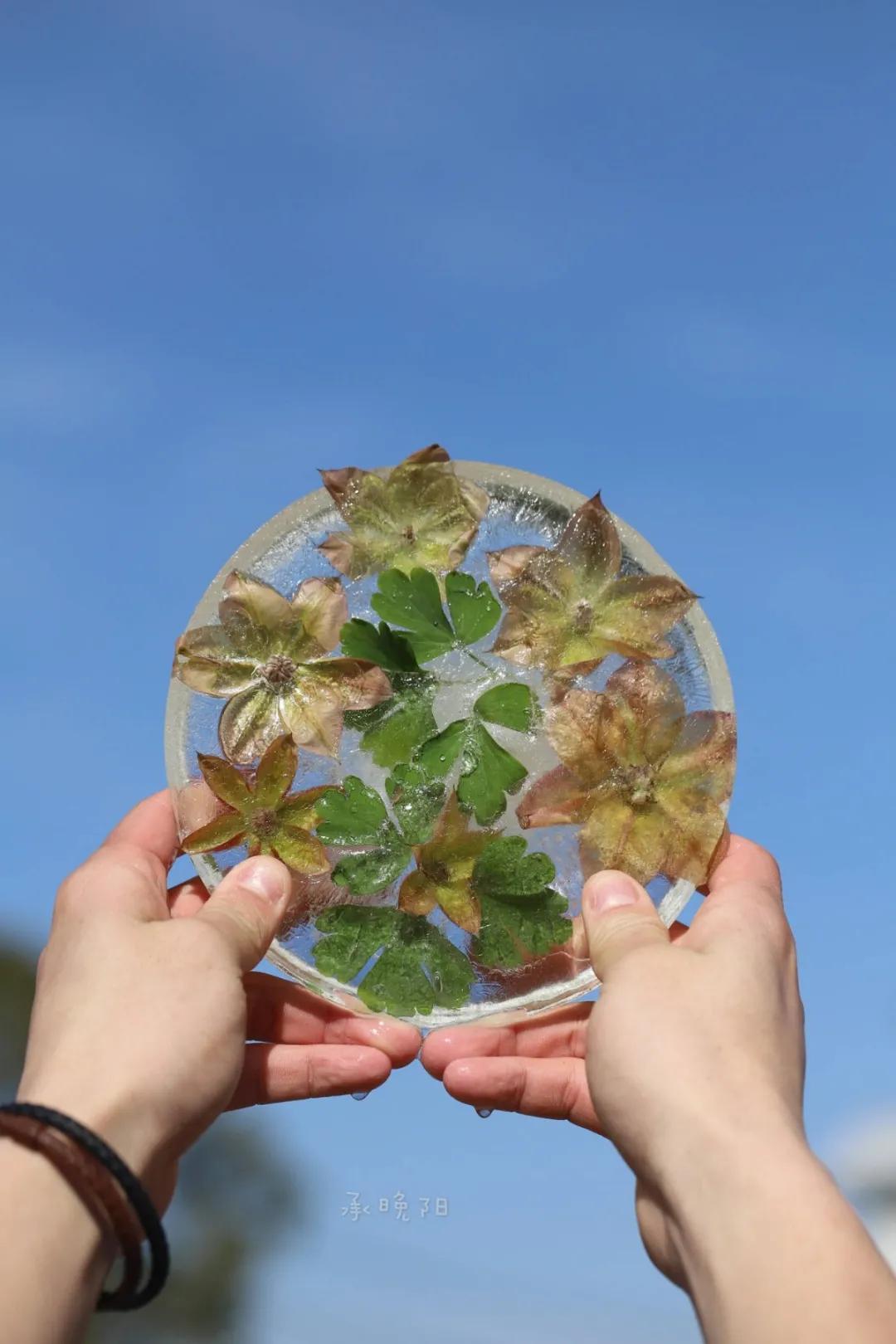 寒潮来袭，你的阳台也能开出这样的“水晶花”