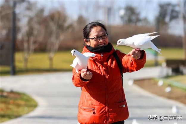 鸽子的家在哪里,鸽子的新家在哪里