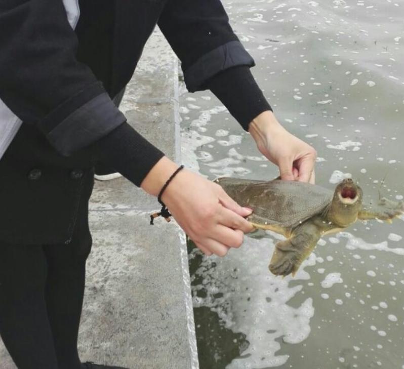 甲鱼被晒死,甲鱼在河里会冻死吗