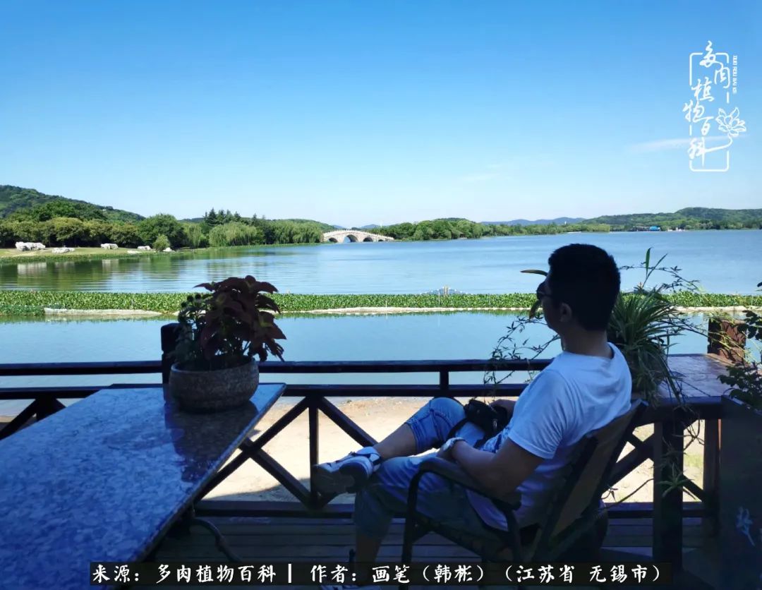 阳台多肉花园简直美翻了,适合男生养的多肉