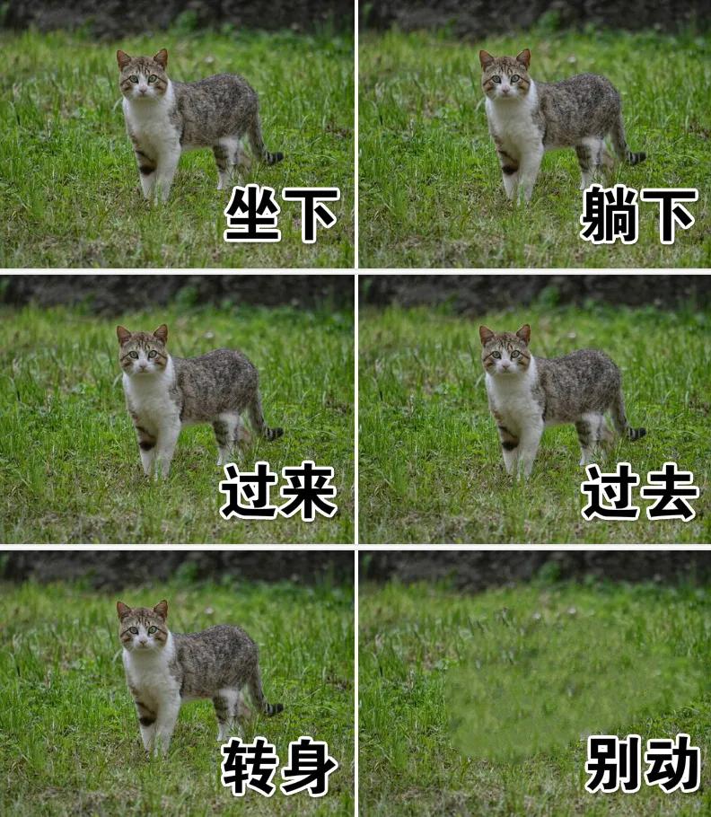 卑微的两脚兽，欢迎来到喵星人的世界