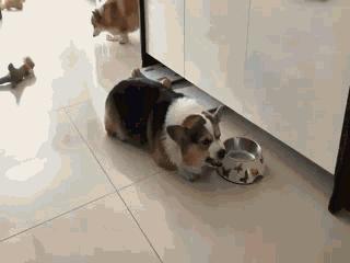 训狗的1000个绝招中文版视频,狗变乖巧萌犬训狗达人有妙招