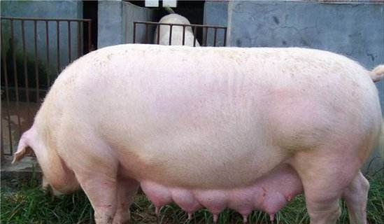 分娩母猪的管理及猪仔保健,母猪分娩注意事项及仔猪护理要点