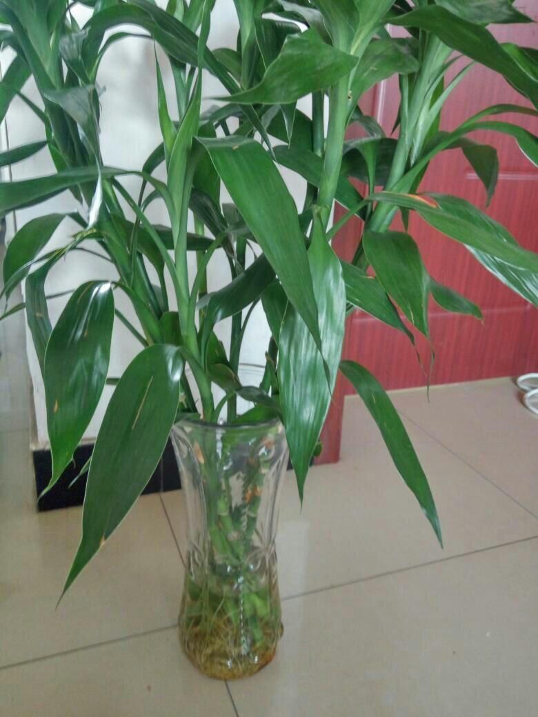 富贵竹怎么养才能生根更旺盛呢,富贵竹怎么养才能快速生根不发黄