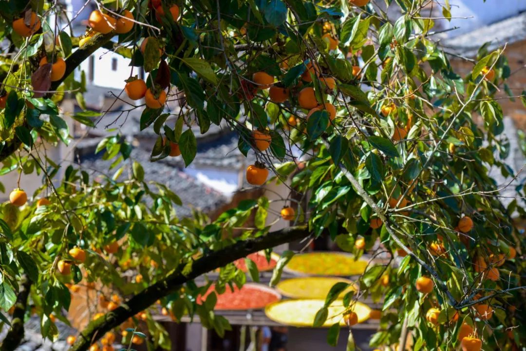 中国最美秋色篁岭晒秋,篁岭体验闻名遐迩的晒秋