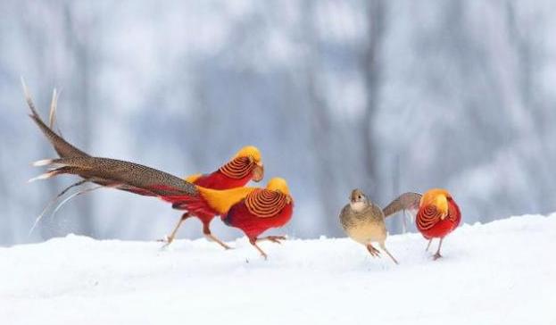 66岁大叔深山放羊发现金凤凰,老汉深山放羊发现金凤凰是什么