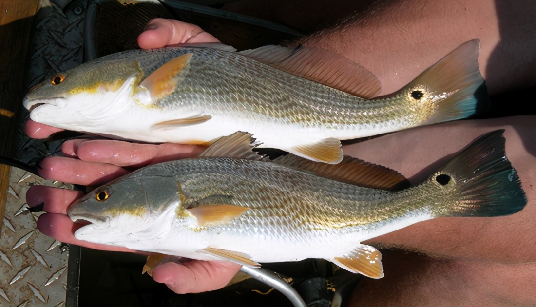 在中国被吃到灭绝的物种,被美国吃绝种的野生动物