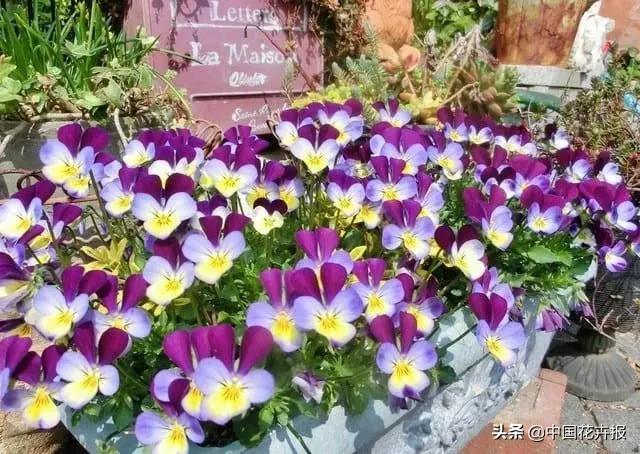 小兔子为什么有不同颜色的眼睛,为什么小兔子都那么可爱