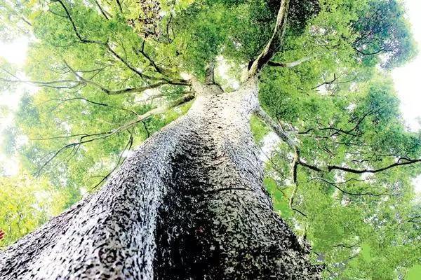 价值几百个亿的金丝楠木,价值8个亿的金丝楠木