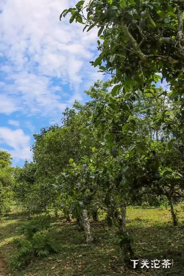 下关南诏沱和南诏圆沱,下关沱茶南诏沱